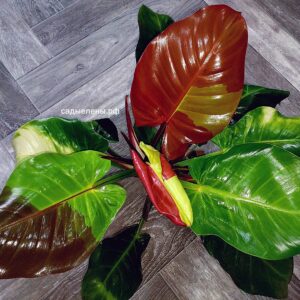 Philodendron Imperial Yellow Flame
