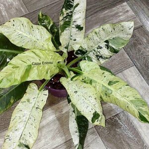 Philodendron Orlando