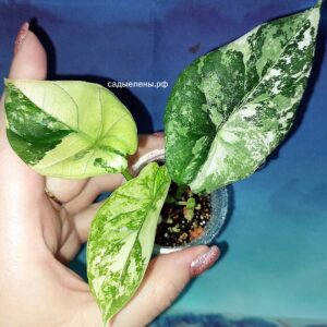 Alocasia Sinuata Albo Mint variegated