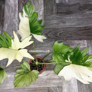 Philodendron Warszewiczii Variegated