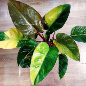 Philodendron Congo Red Yellow Variegated