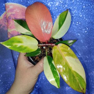 Philodendron Cherry Red variegated