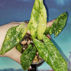 Alocasia Corazon variegated