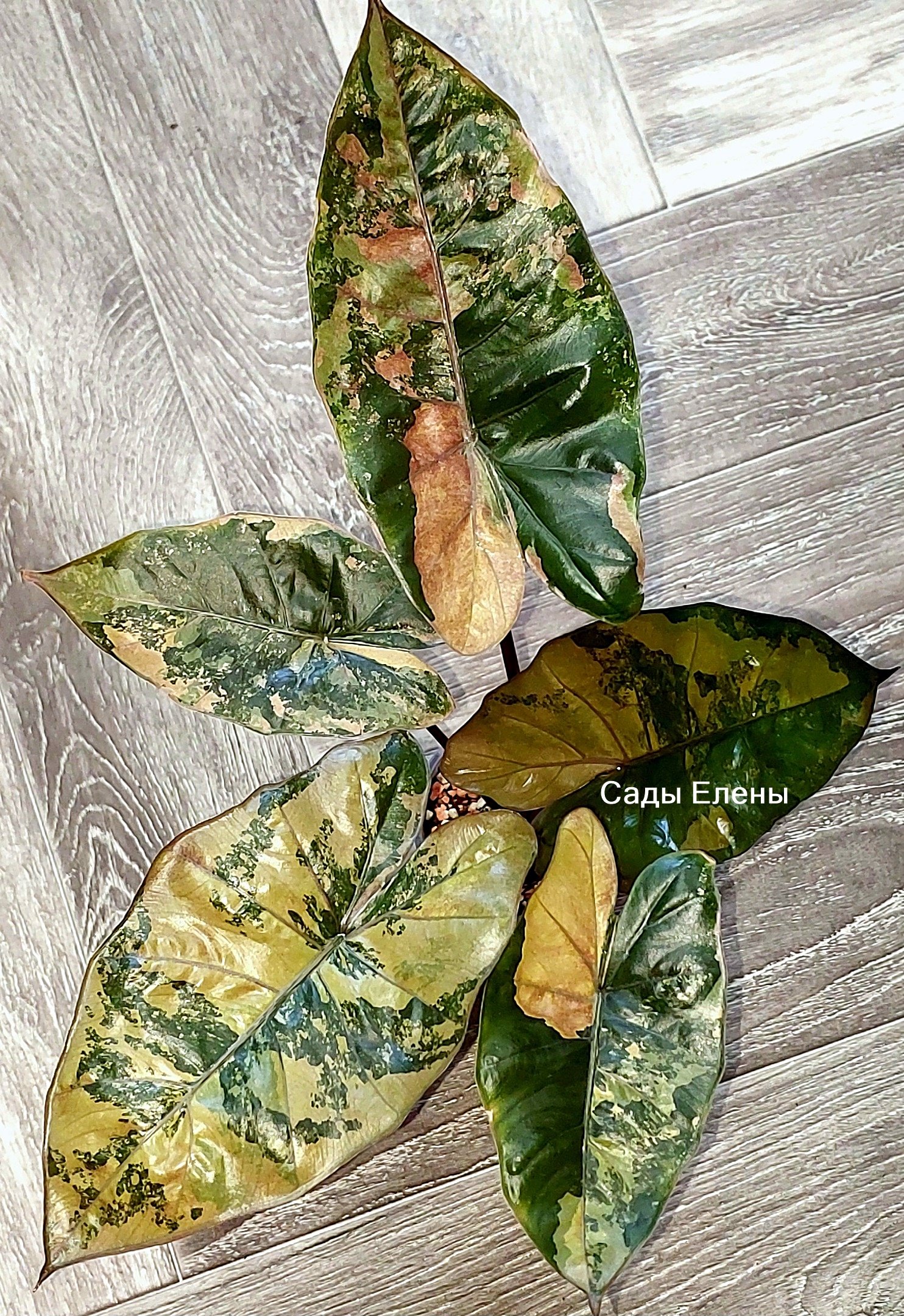 Alocasia Plumbea Nigra Pink variegated