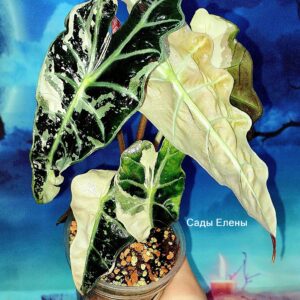 Alocasia Amazonica Pink variegated (Клубень)
