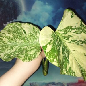 Monstera White Snow