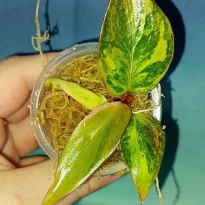 Philodendron Princess of Fire