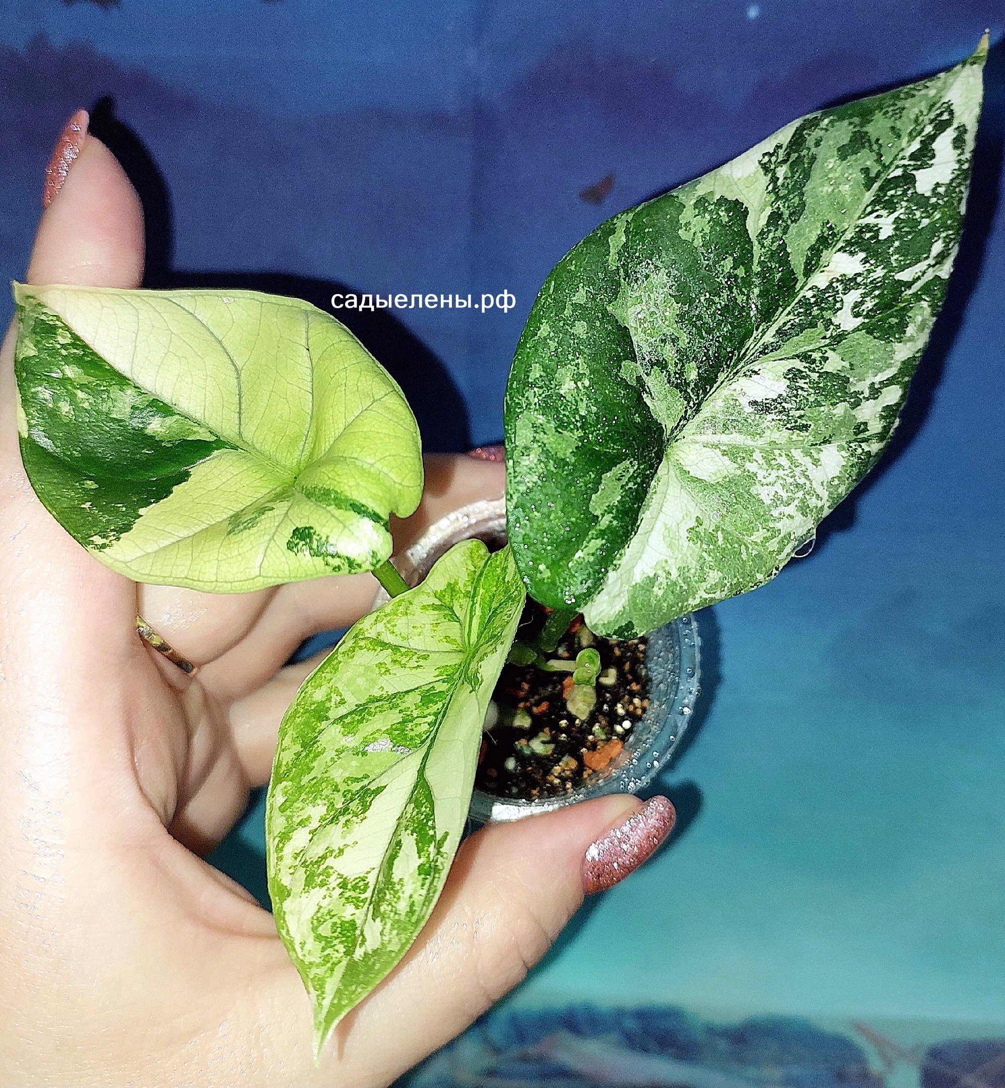 Alocasia Sinuata Albo Mint variegated