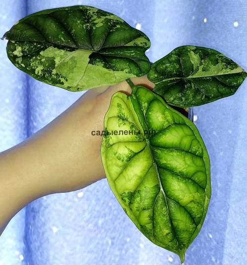 Alocasia Dragon Scale Variegata