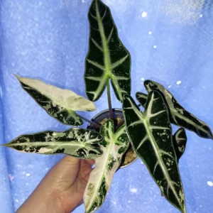 Alocasia Bambino Pink Variegated