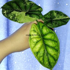 Alocasia Dragon Scale Variegata
