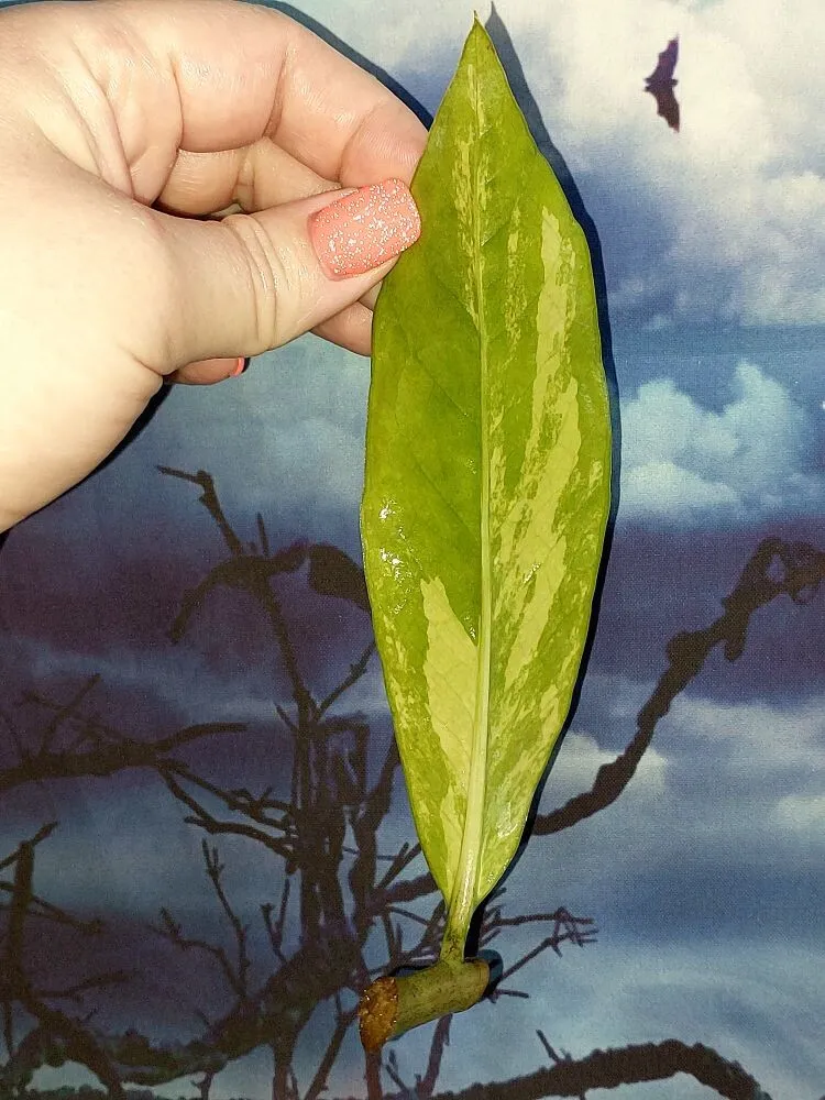 Zamioculcas Long Live Variegated