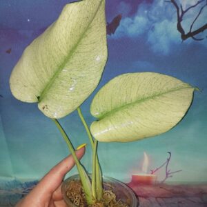 Monstera Full Mint Variegated