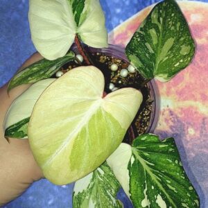 Philodendron Gloriosum Tricolor
