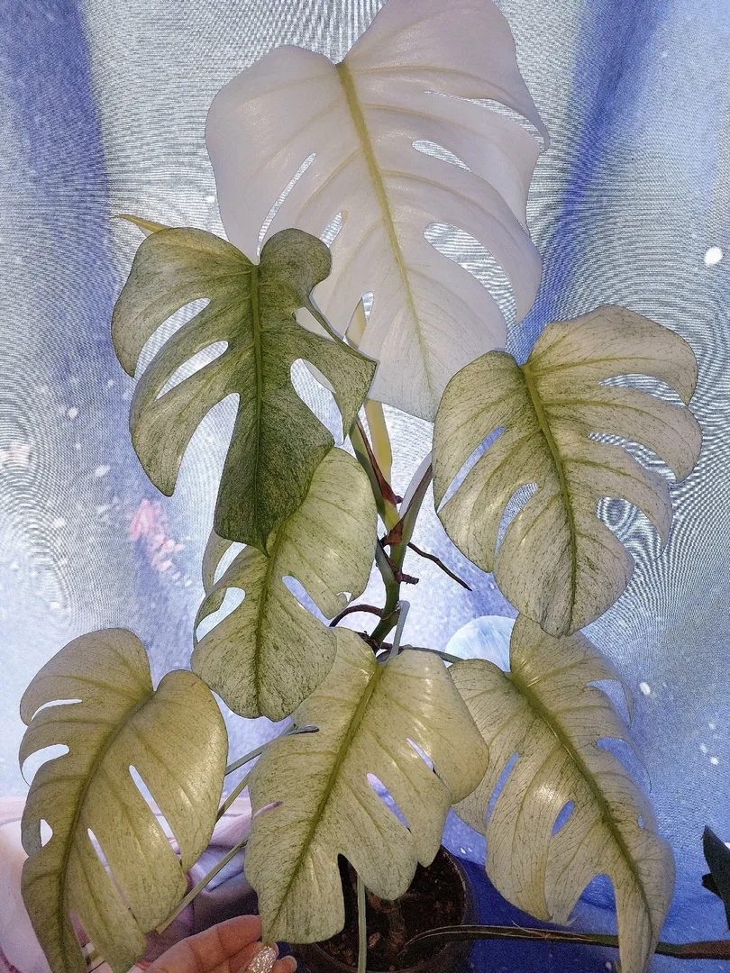 Monstera Full Mint Variegated