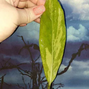 Zamioculcas Long Live Variegated