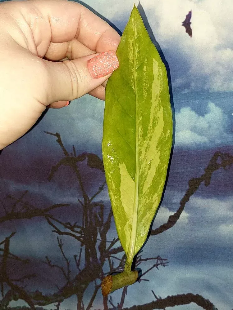 Zamioculcas Long Live Variegated