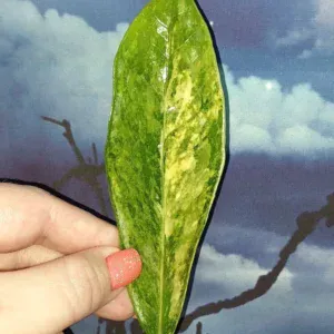 Zamioculcas Long Live Variegated
