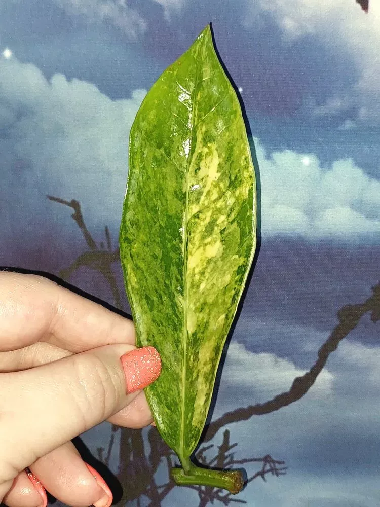 Zamioculcas Long Live Variegated