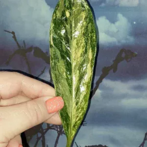 Zamioculcas Long Live Variegated