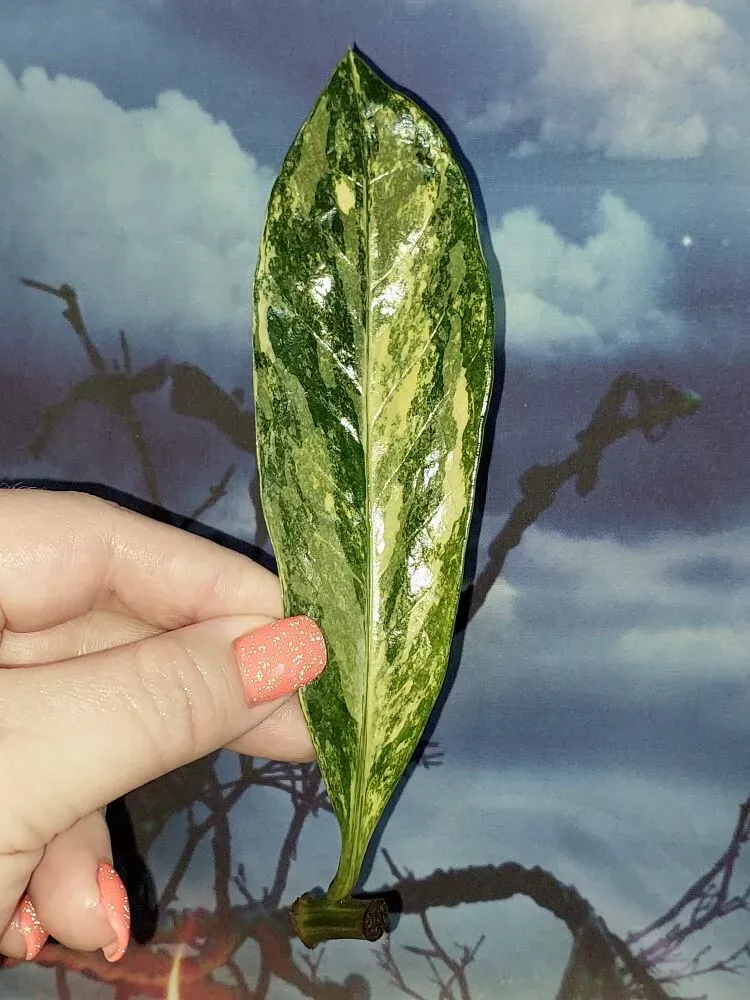 Zamioculcas Long Live Variegated