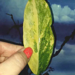 Zamioculcas Long Live Variegated