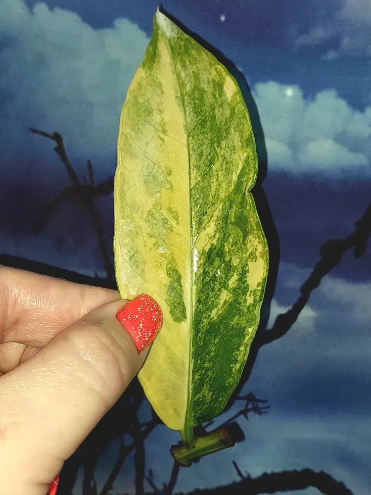 Zamioculcas Long Live Variegated