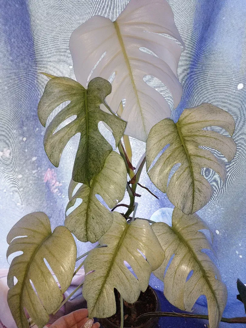 Monstera Full Mint Variegated