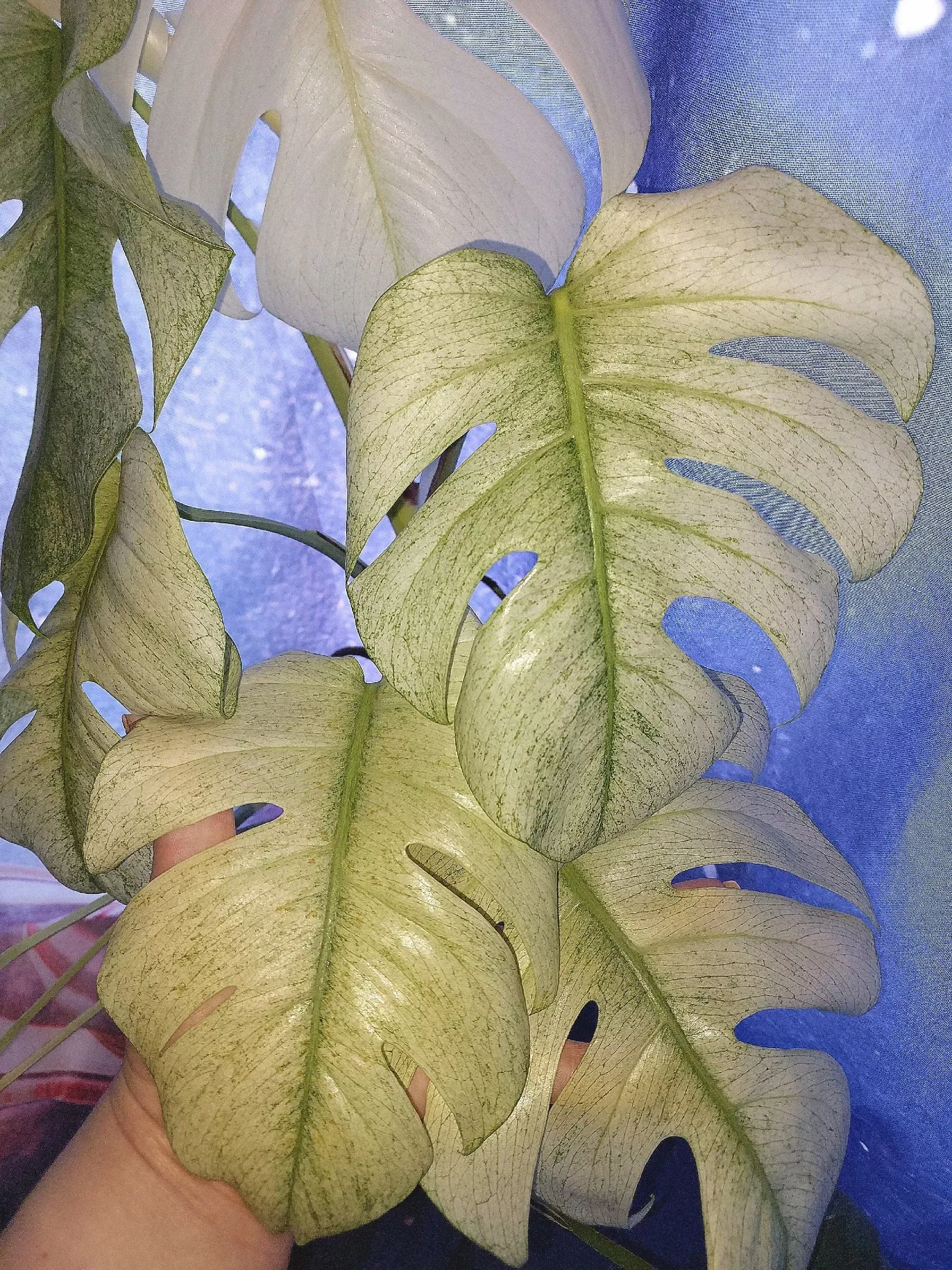 Monstera Full Mint Variegated