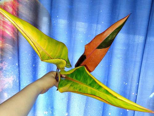 Philodendron Congo Firebird variegated