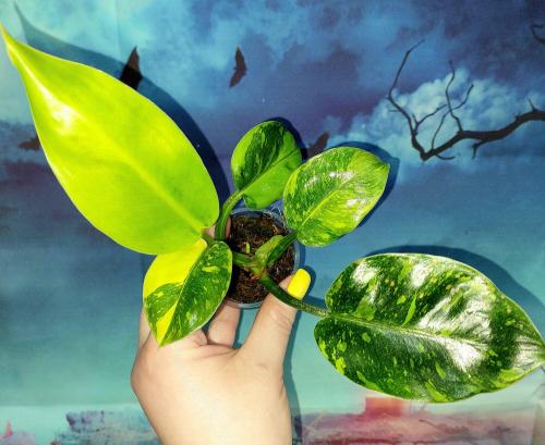 Philodendron Congo Green Marble Variegated