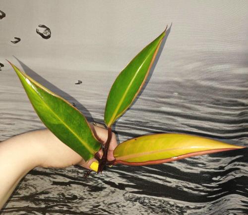 Philodendron Congo Firebird variegated