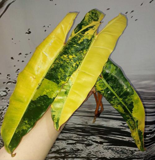 Philodendron Billietiae Variegated