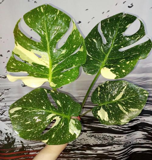 Monstera Thai Constellation