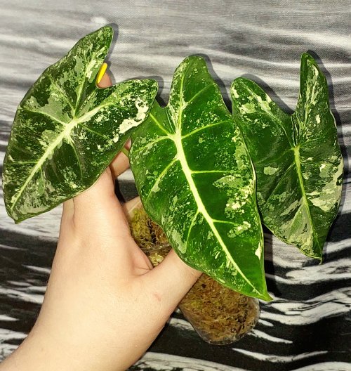 Alocasia Frydek variegated
