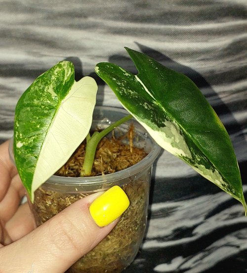 Alocasia Frydek variegated