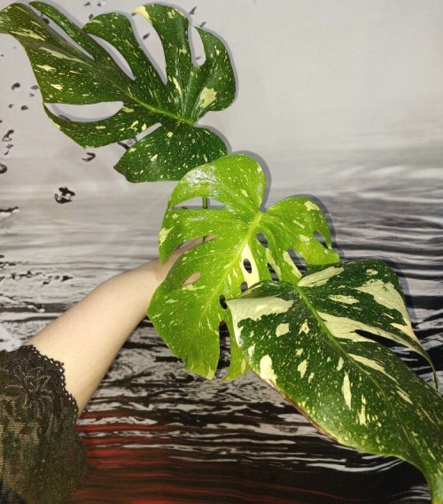 Monstera Thai Constellation