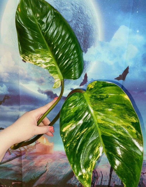 Philodendron Congo Red Yellow Variegated