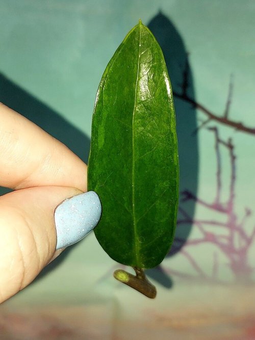 Zamioculcas Green on Green