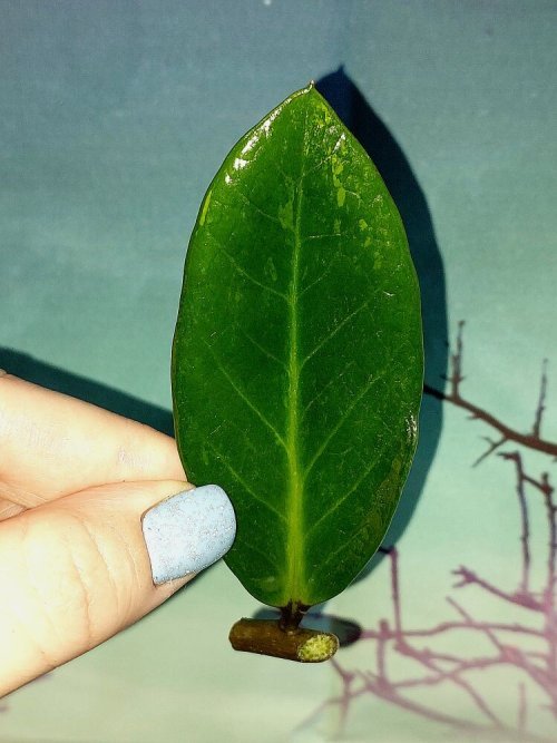 Zamioculcas Green on Green