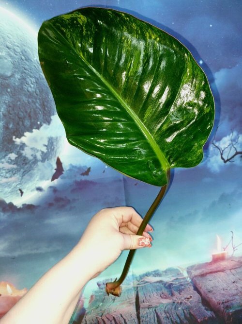 Philodendron Congo Red Yellow Variegated