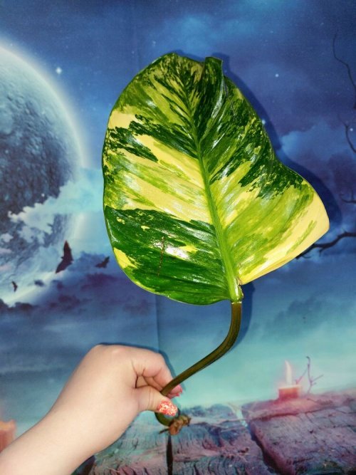 Philodendron Congo Red Yellow Variegated