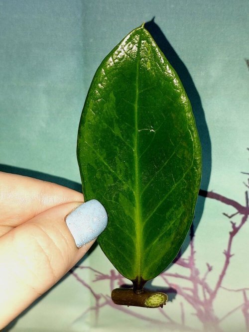 Zamioculcas Green on Green