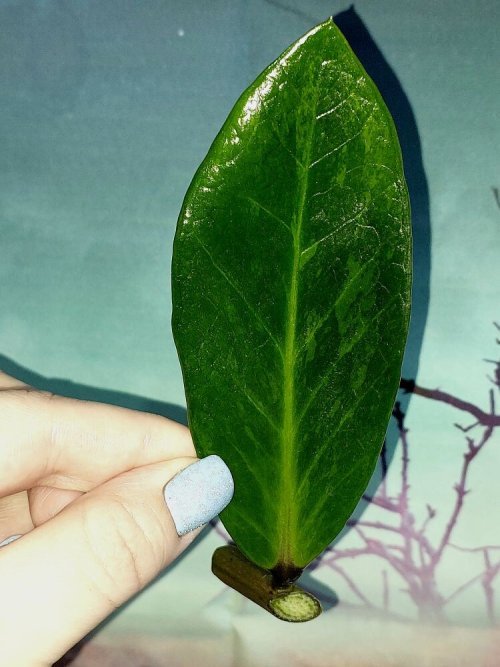 Zamioculcas Green on Green