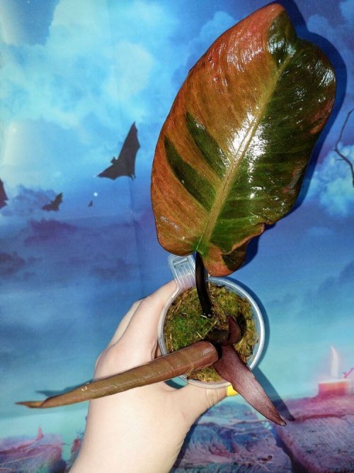 Philodendron Black Cardinal Variegated