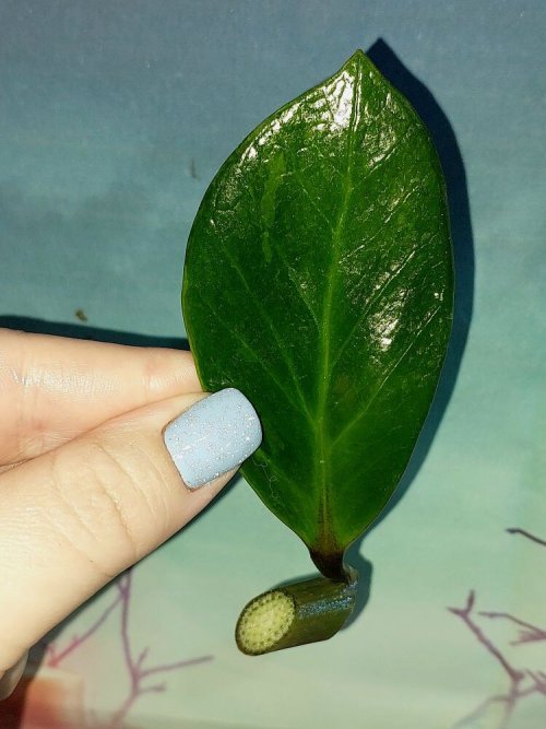 Zamioculcas Green on Green