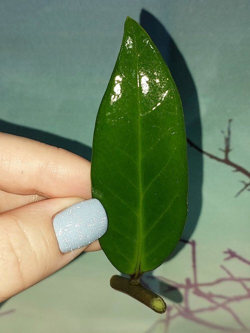 Zamioculcas Green on Green