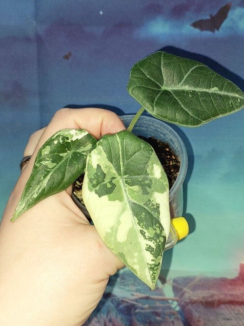 Alocasia Maharani Albo variegated