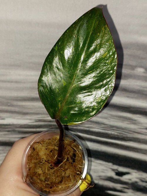 Philodendron Orange Princess