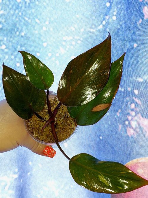 Philodendron Orange Princess